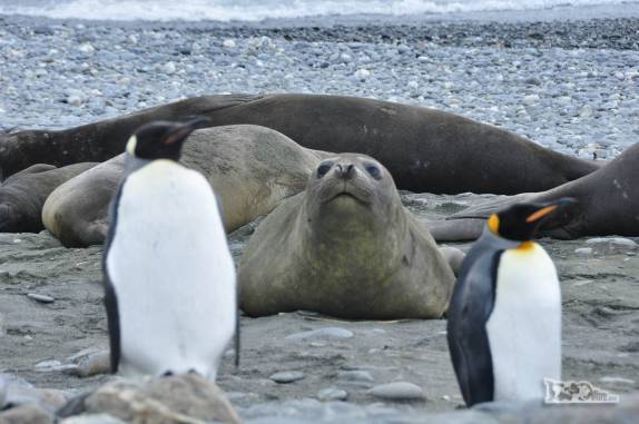 Fêmea de elefante-marinho nos observa em  Salisbury Plain, na Geórgia do Sul